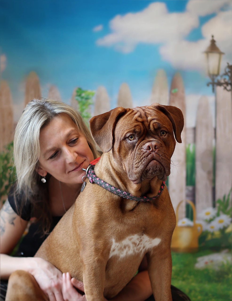 dogue de bordeaux 4