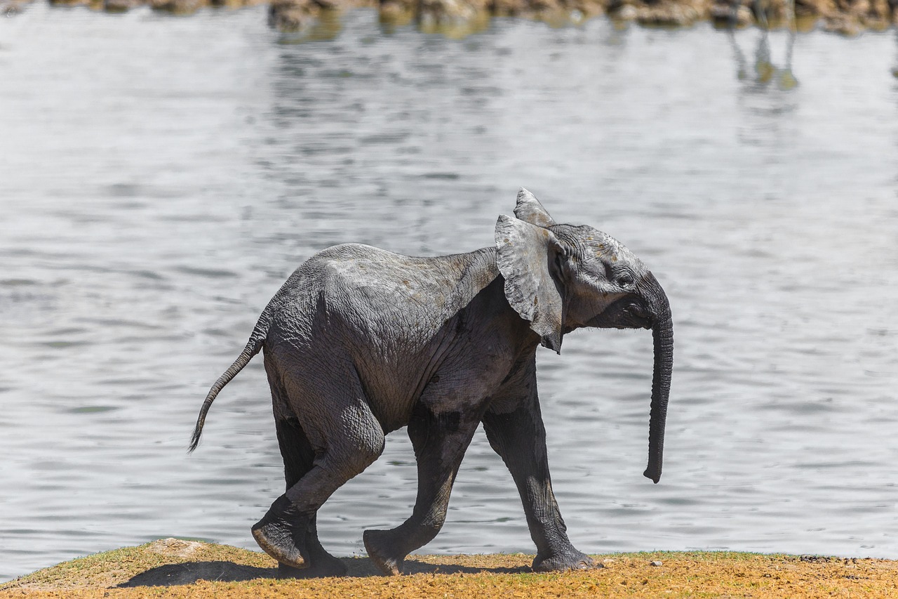 elefante americano 2