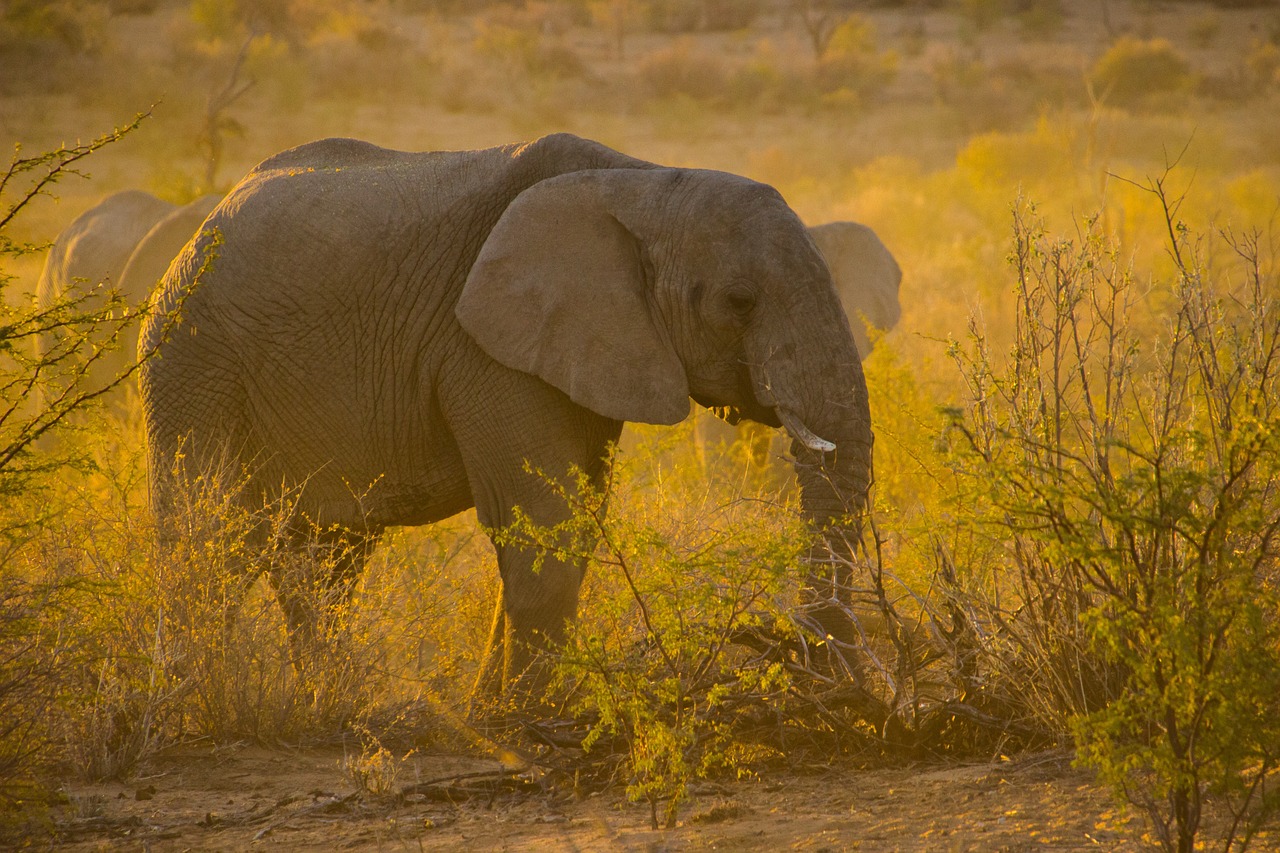 elefante americano 3