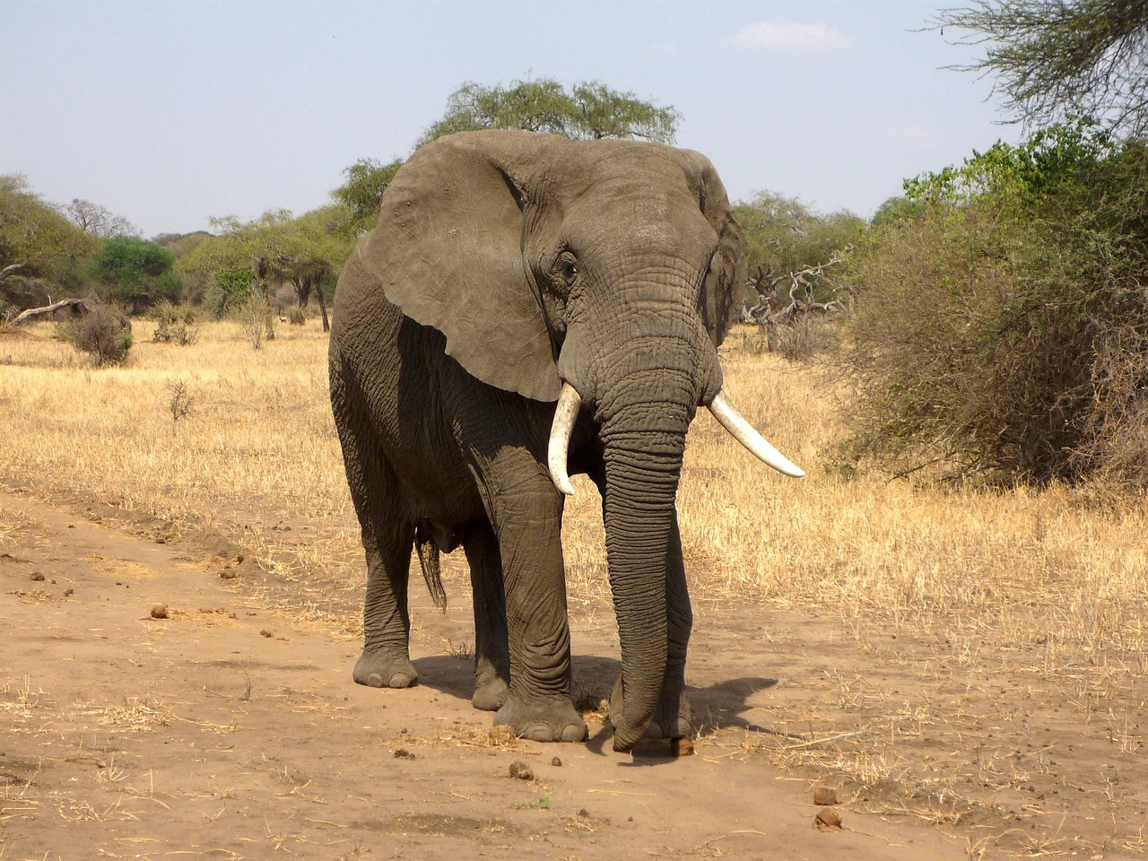 elefante americano