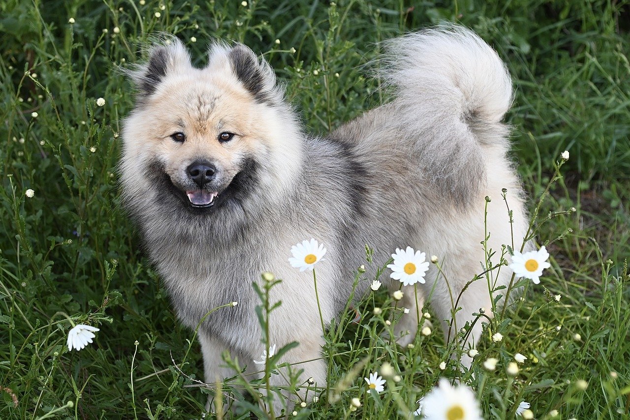 eurasier 2