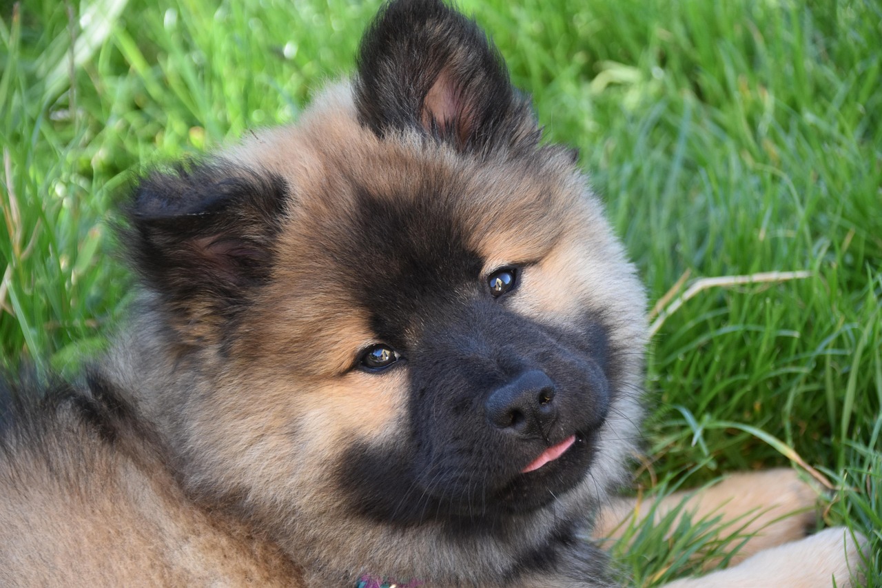 eurasier