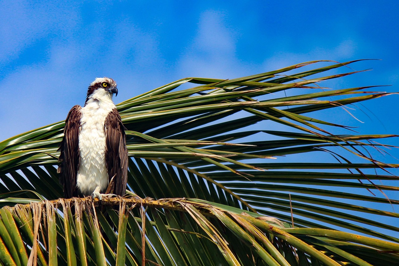 falco pescatore 2