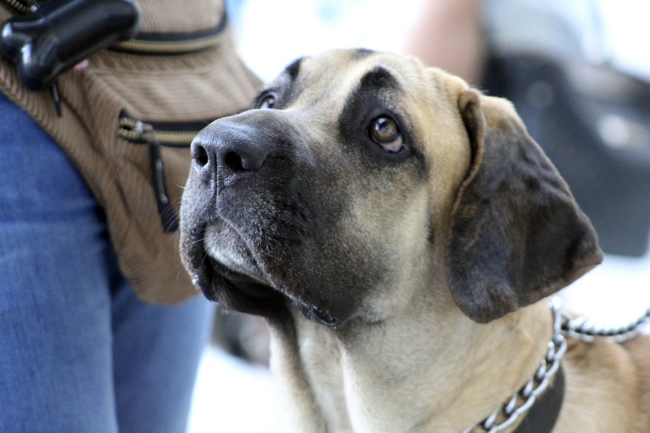 fila brasileiro 2