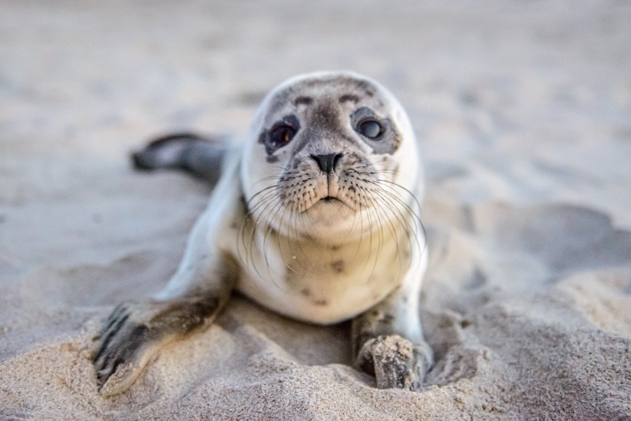 foca 3
