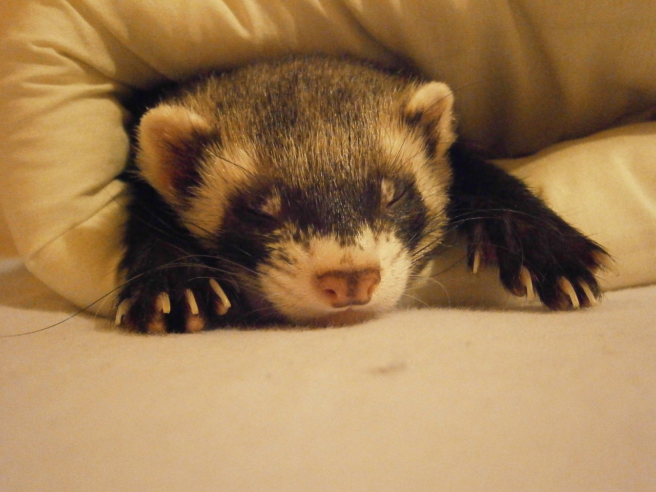 furetto 2
