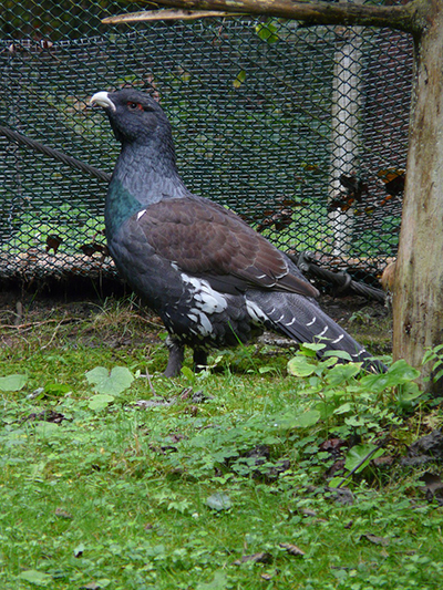 gallo cedrone 2