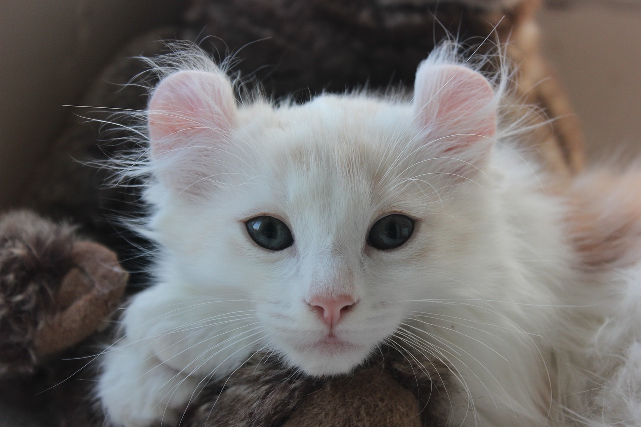 gatto american curl 2