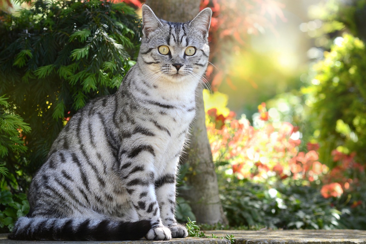gatto american shorthair 2
