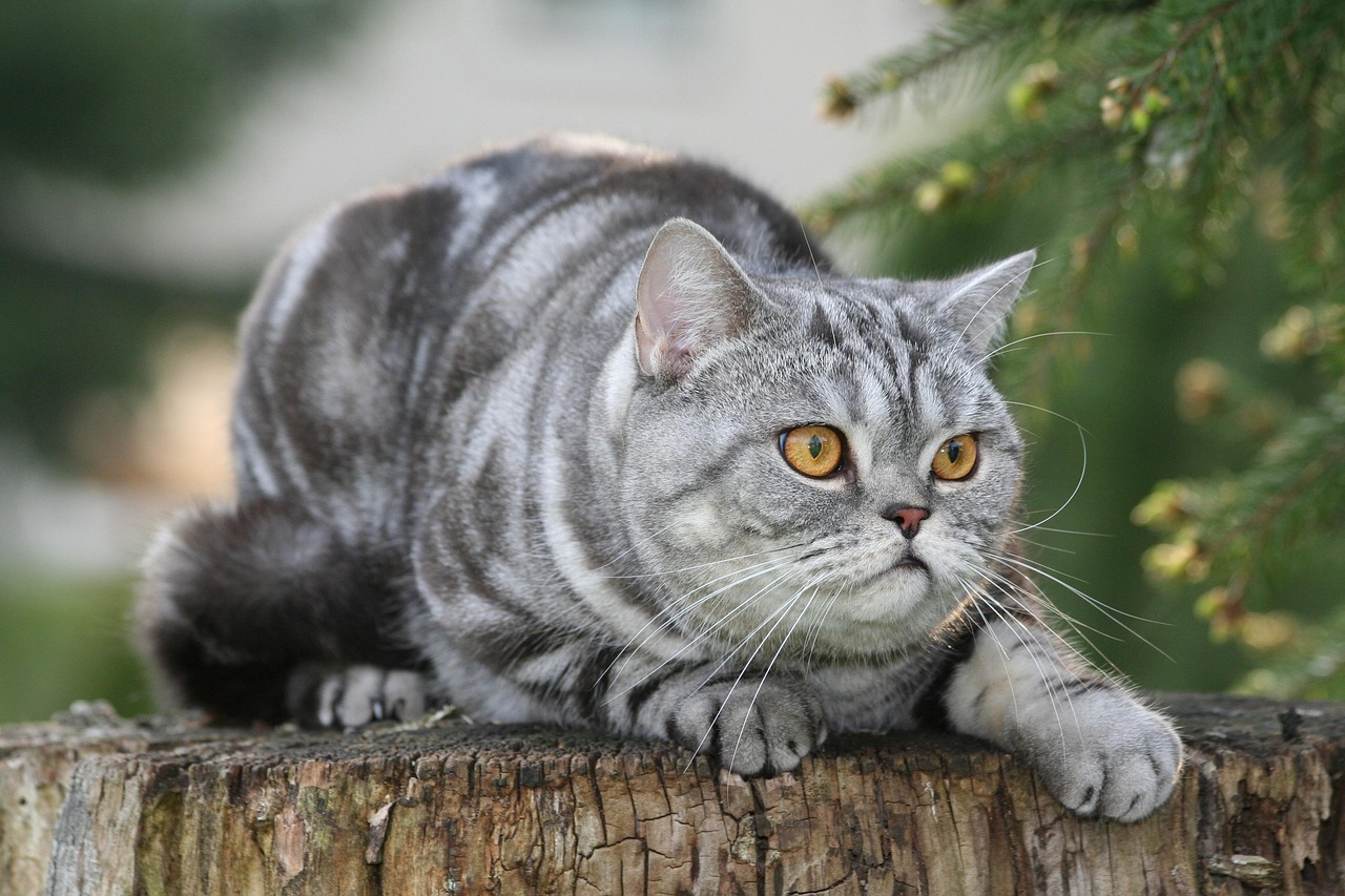 gatto american shorthair