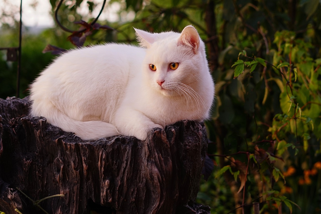 gatto bianco 2