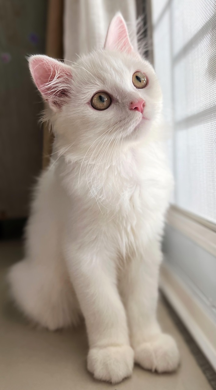 gatto bianco 3
