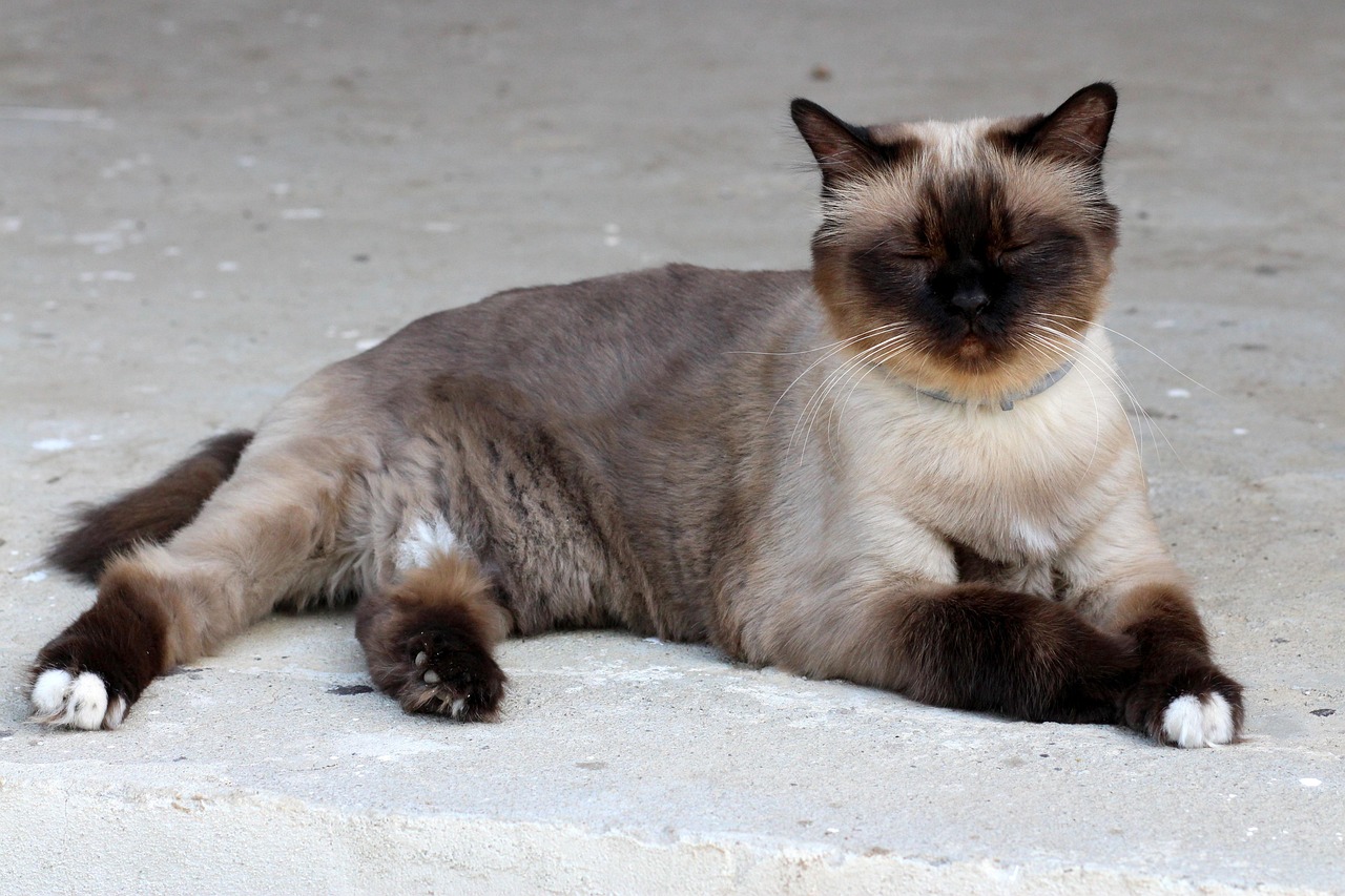 gatto birmano