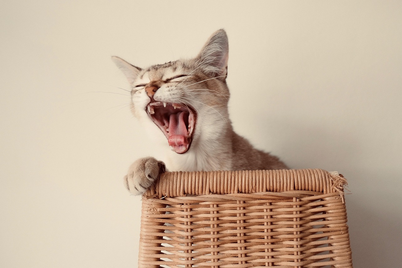 gatto burmilla 3