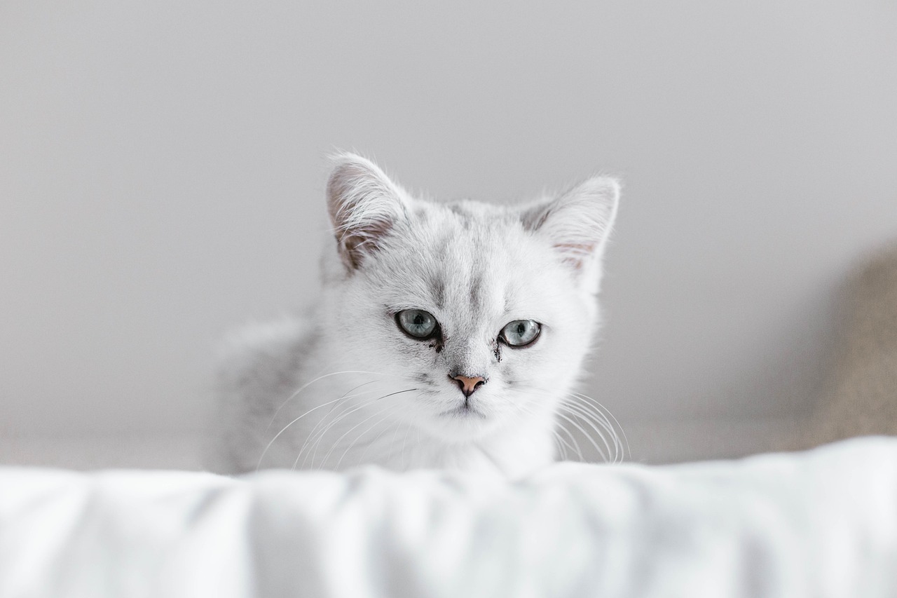 gatto burmilla