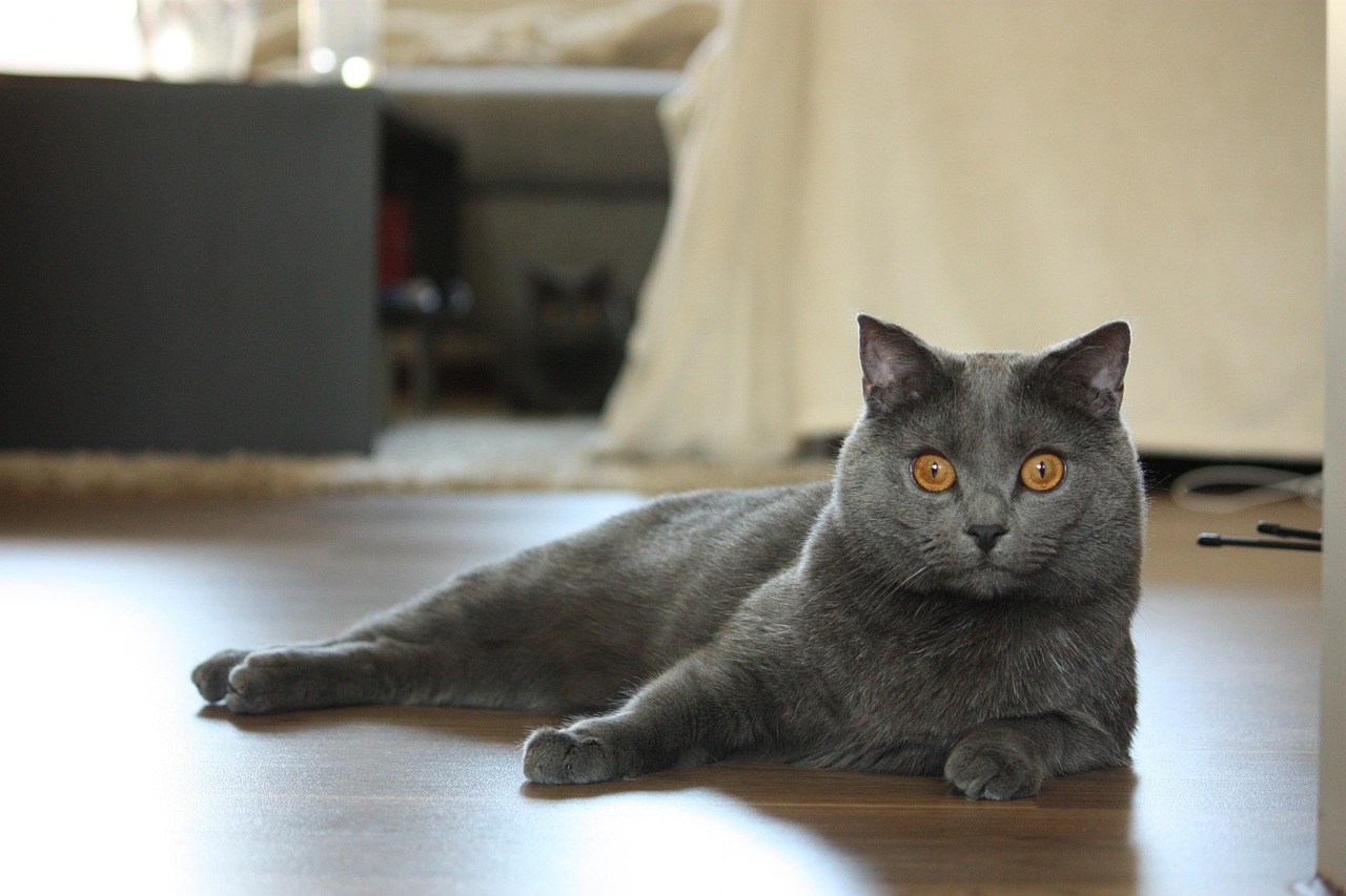 gatto certosino