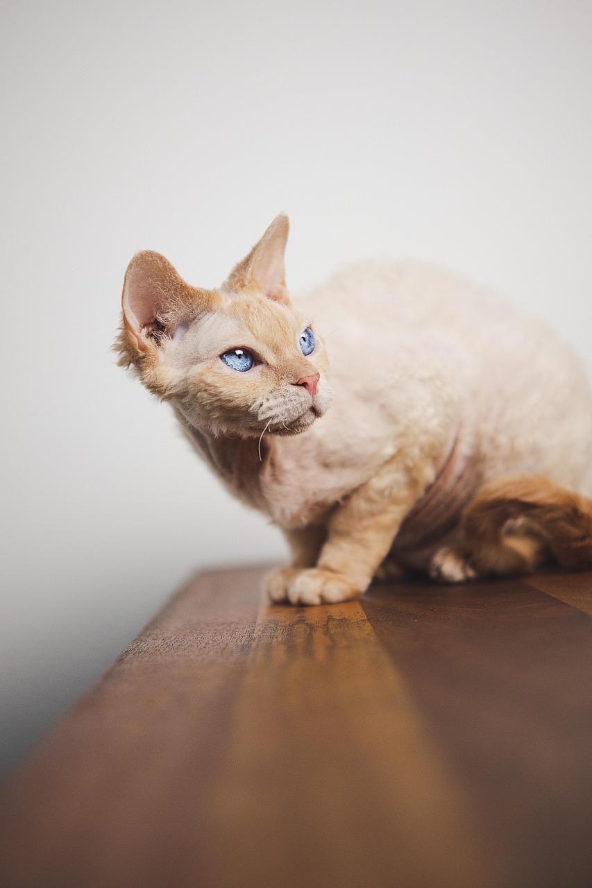 gatto devon rex 3