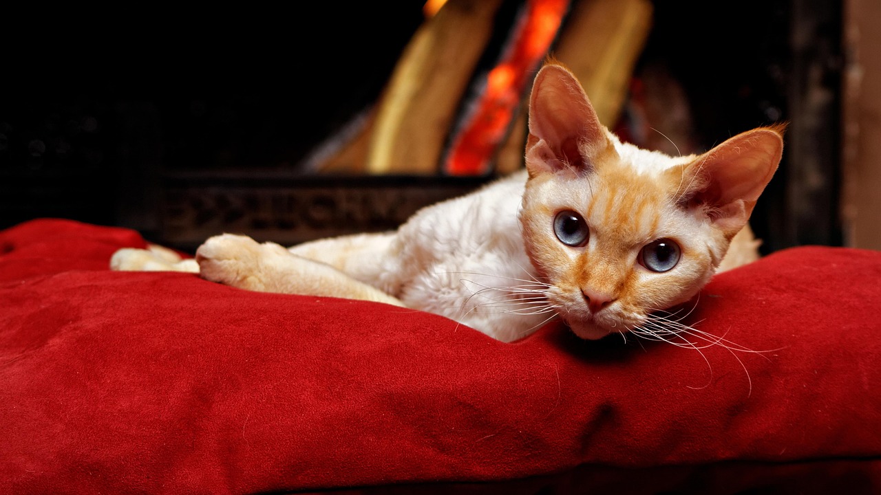 gatto devon rex