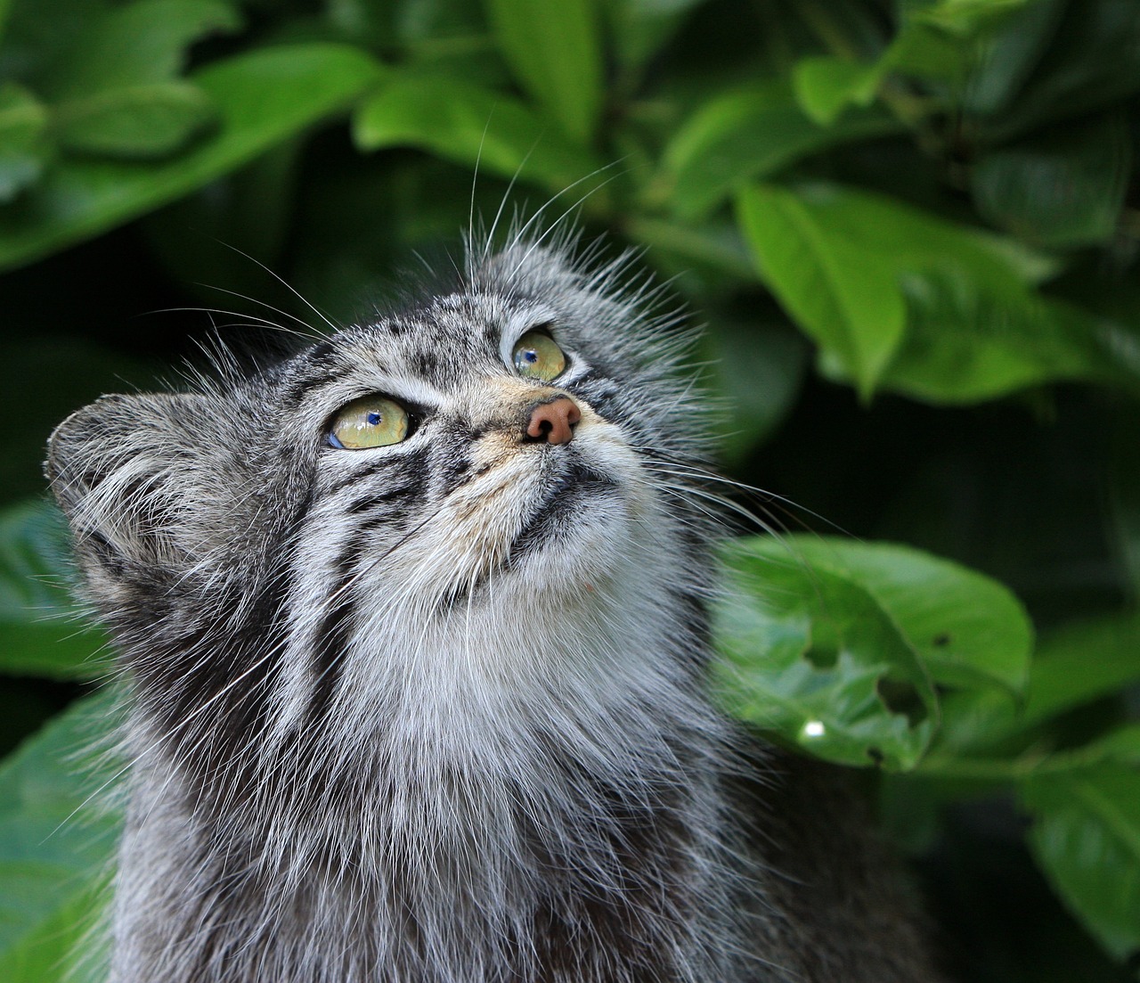 gatto di pallas 2