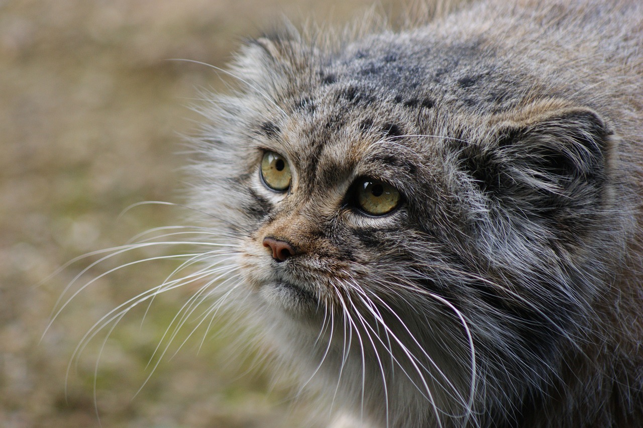 gatto di pallas 3