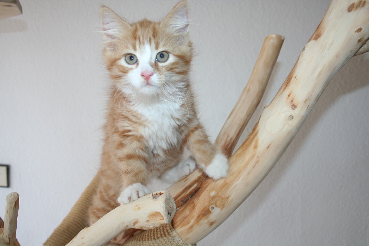 gatto main coon 2