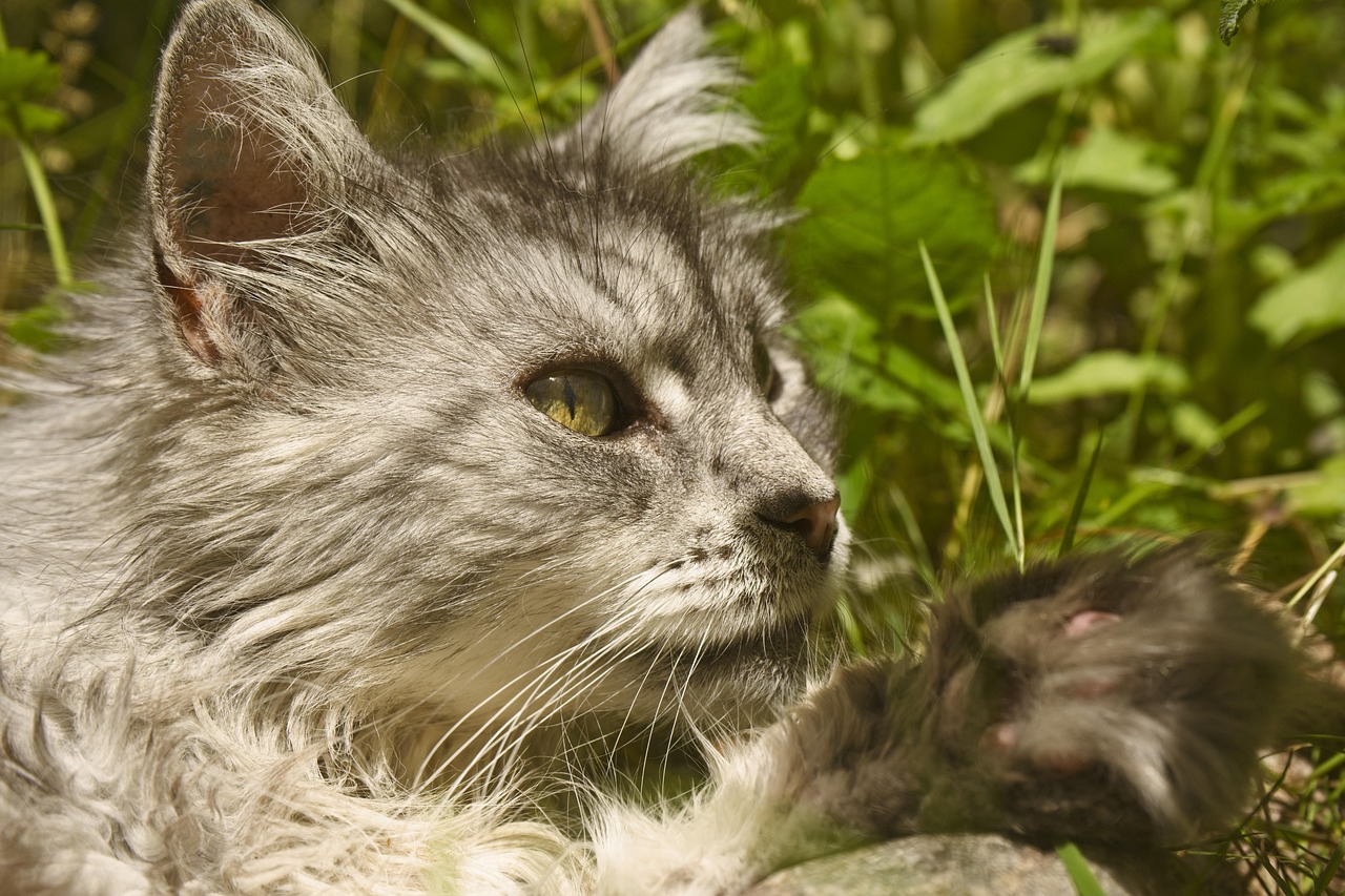 gatto main coon 3