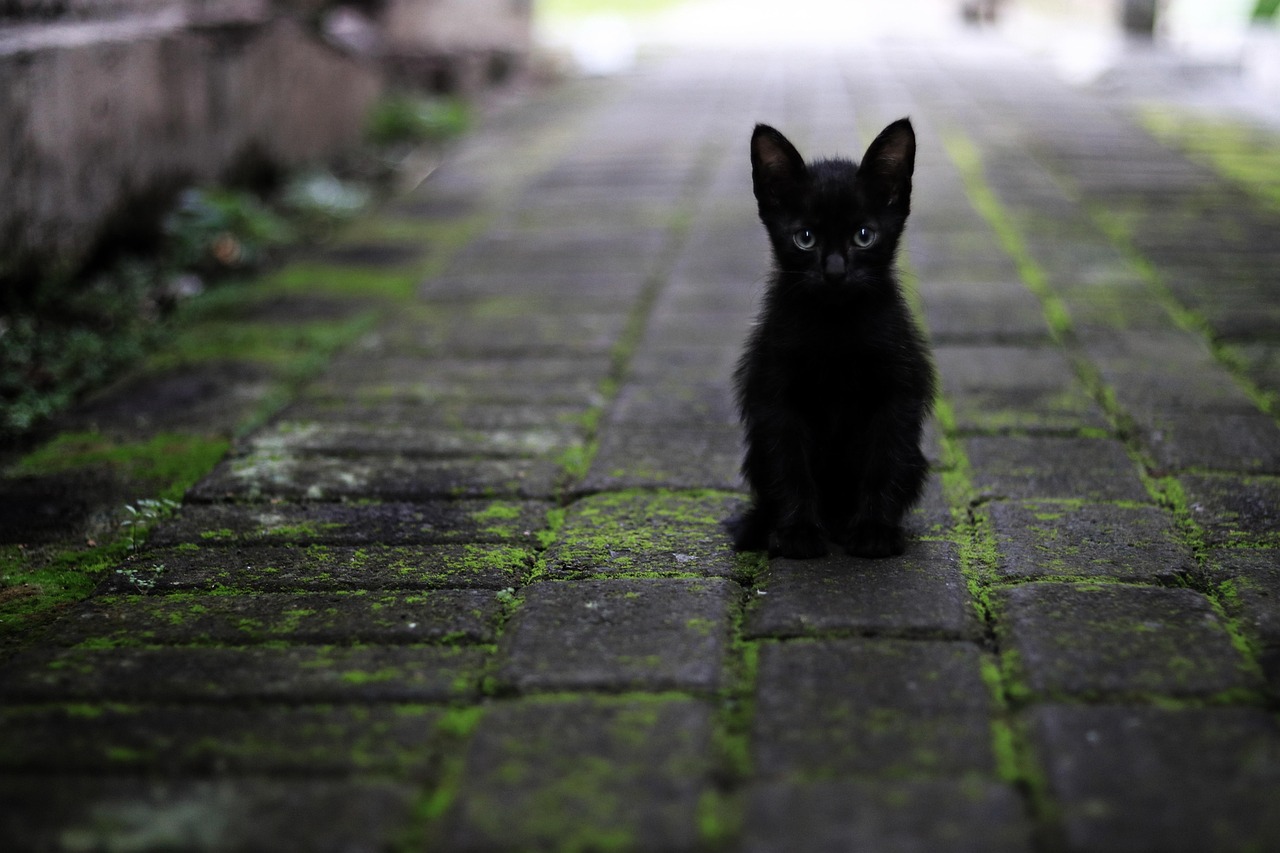 gatto nero 2