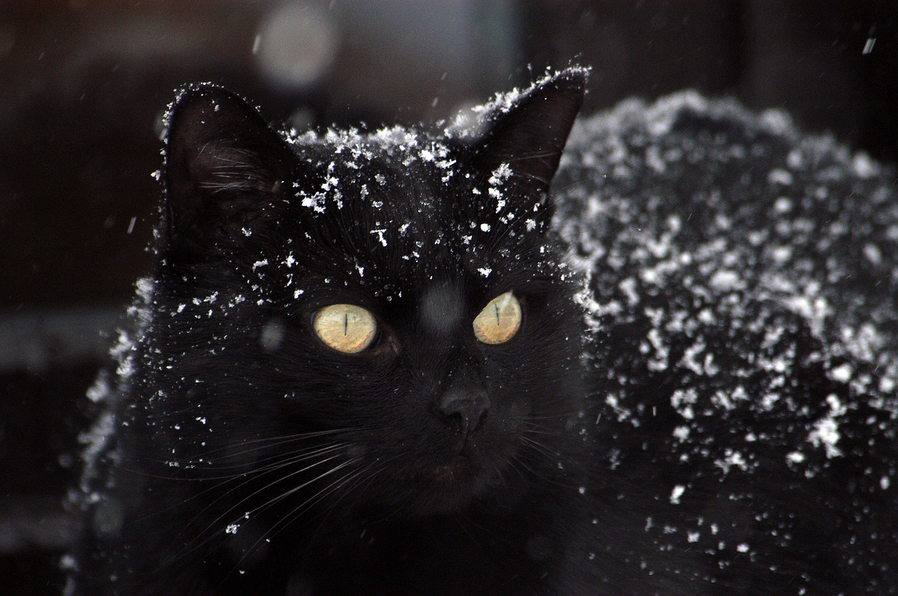 gatto nero 3