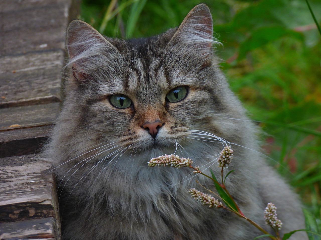 gatto norvegese delle foreste 2