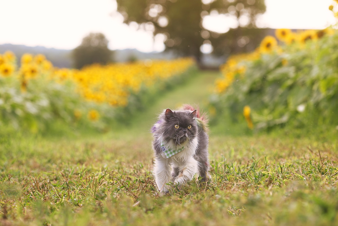 gatto persiano 2