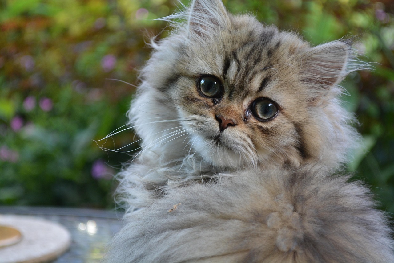gatto persiano 3