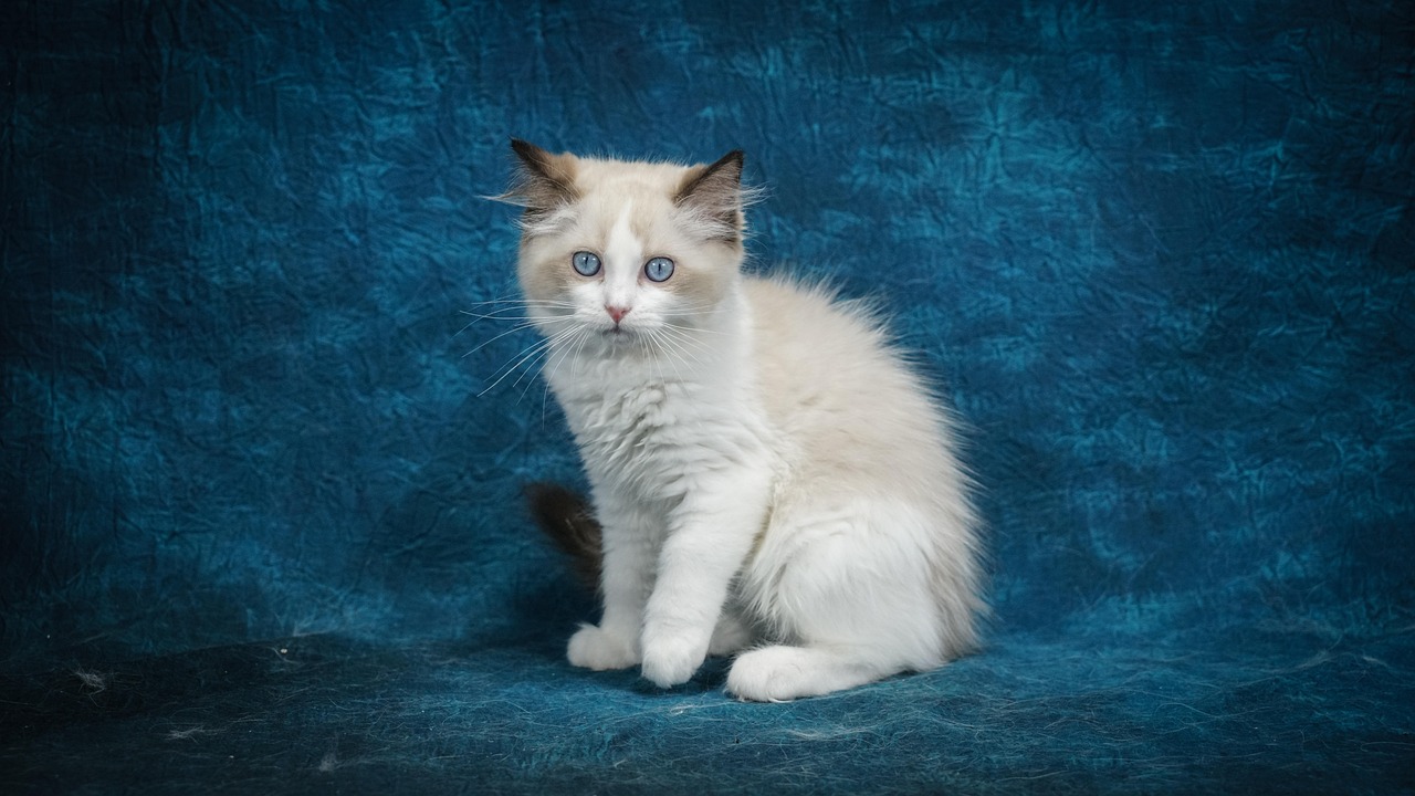 gatto ragdoll 2