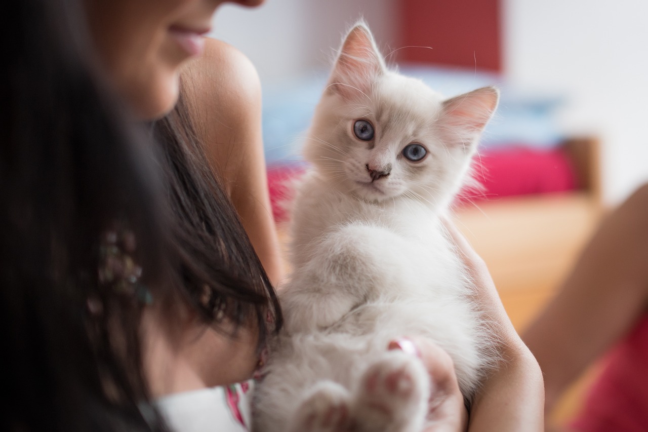 gatto ragdoll 3