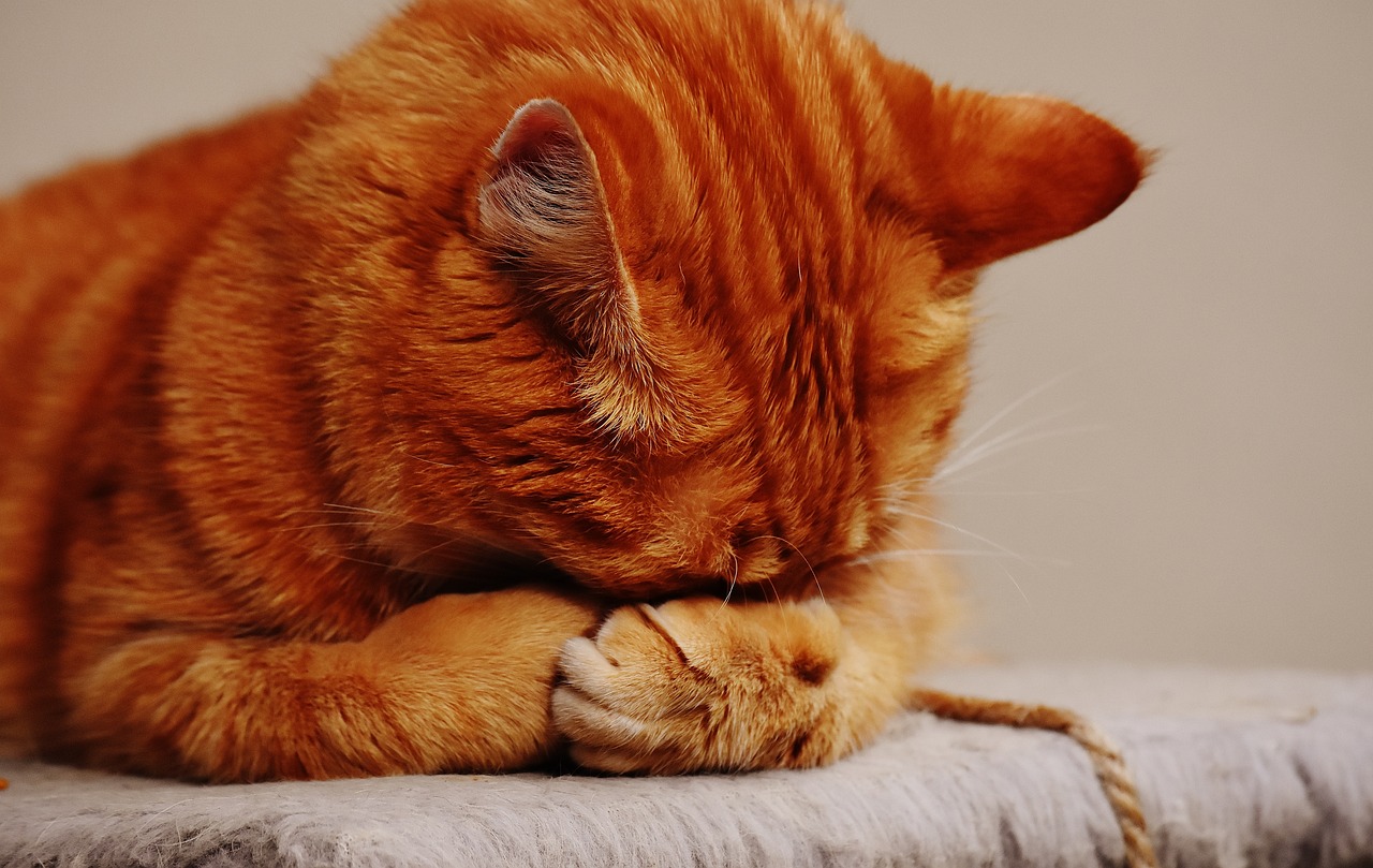 gatto rosso 2