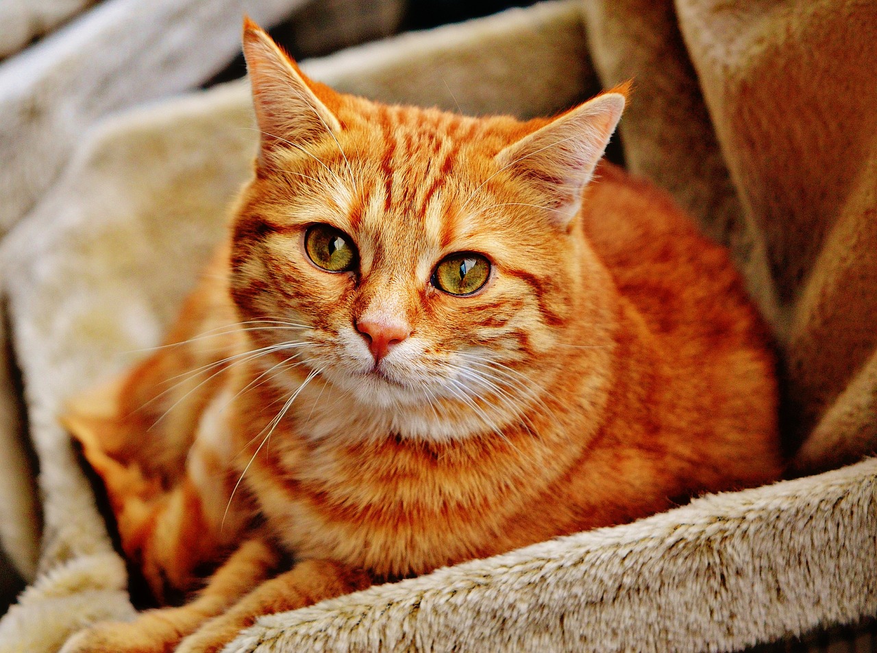 gatto rosso 3