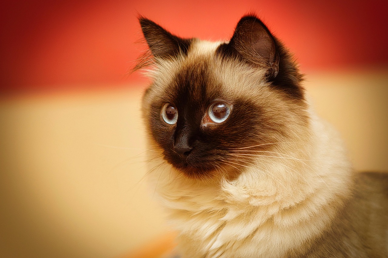 gatto sacro di birmania 2