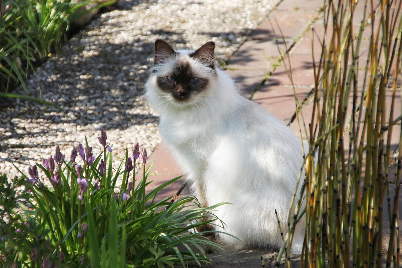 gatto sacro di birmania