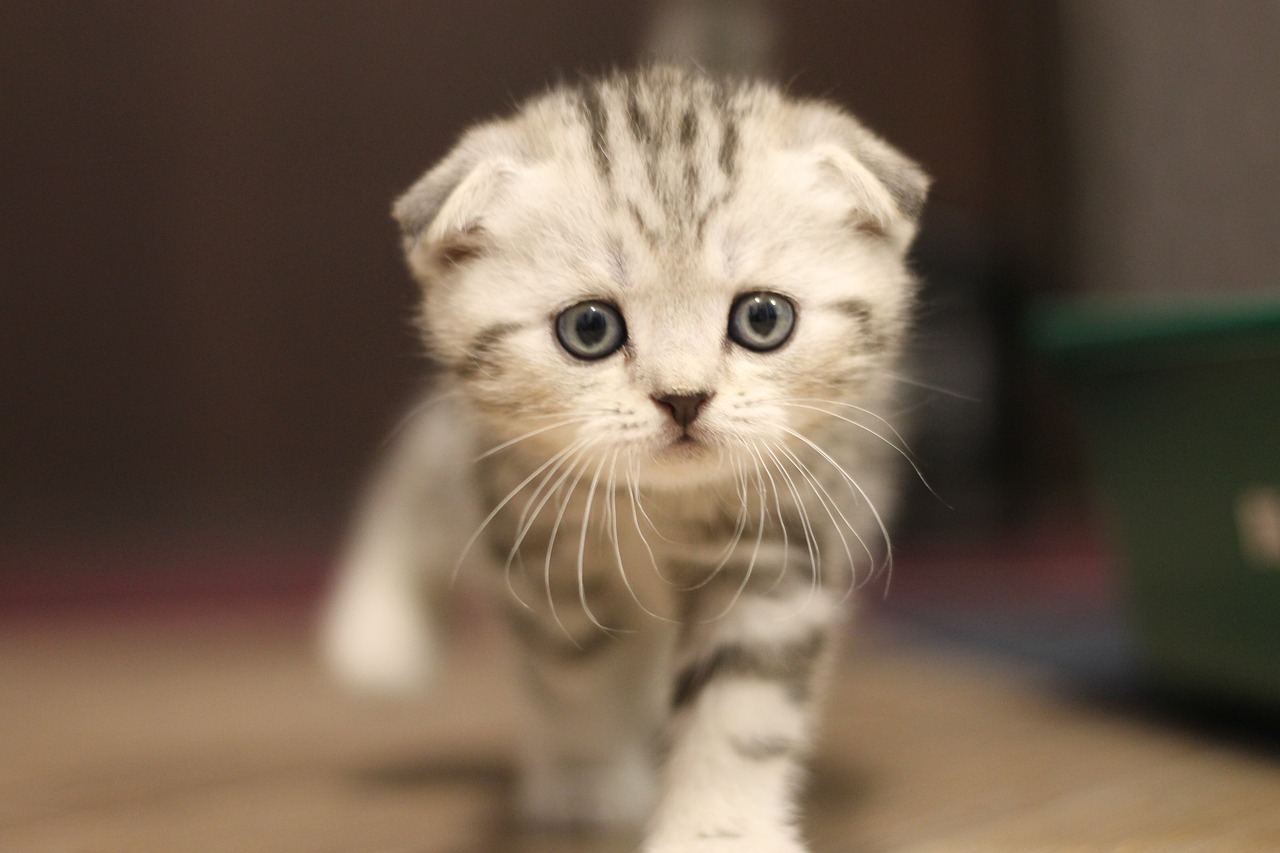 gatto scottish 2