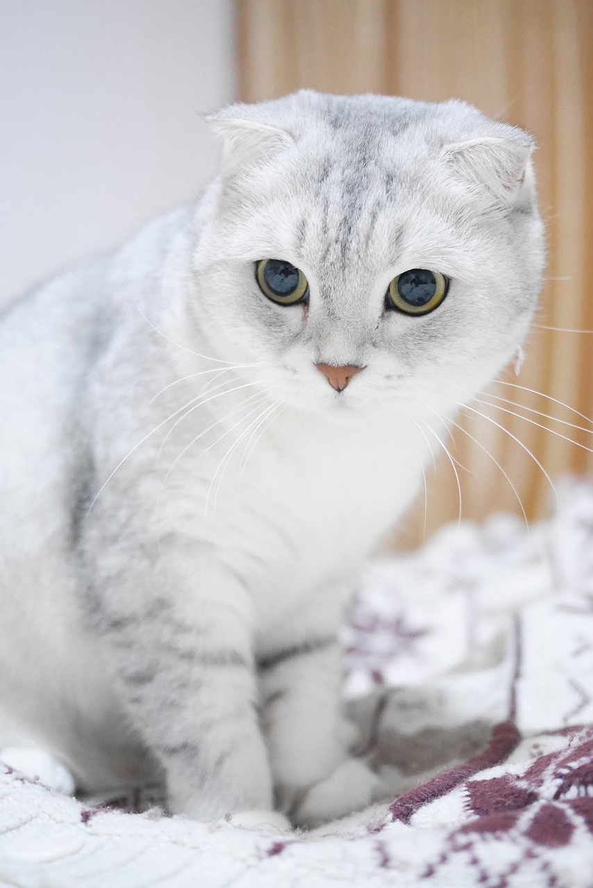 gatto scottish 3