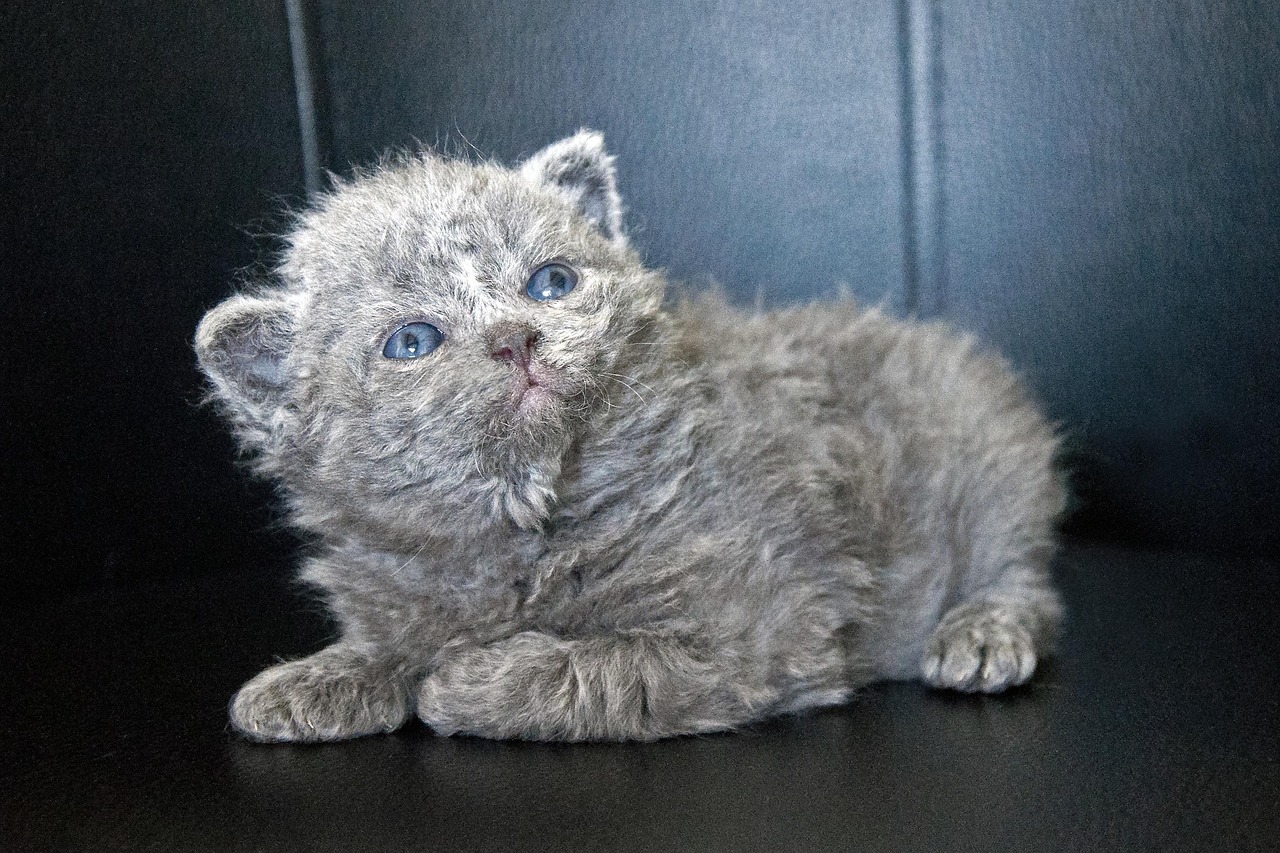 gatto selkirk rex 2