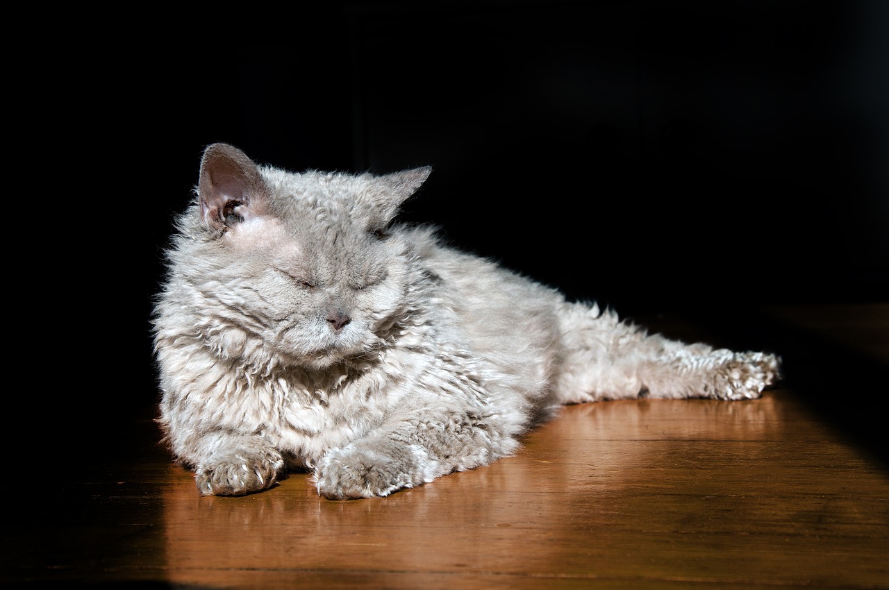 gatto selkirk rex 3