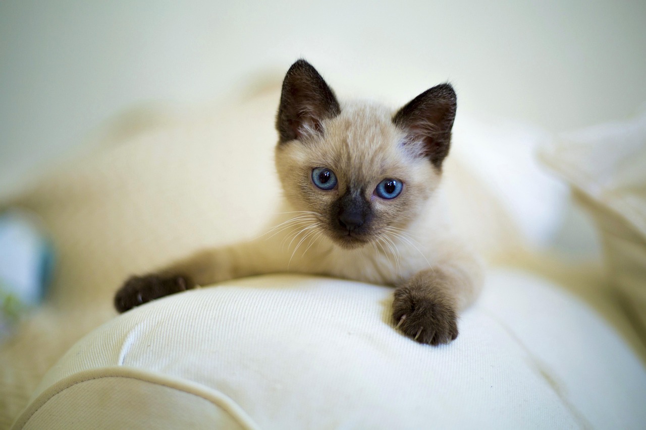 gatto siamese 2