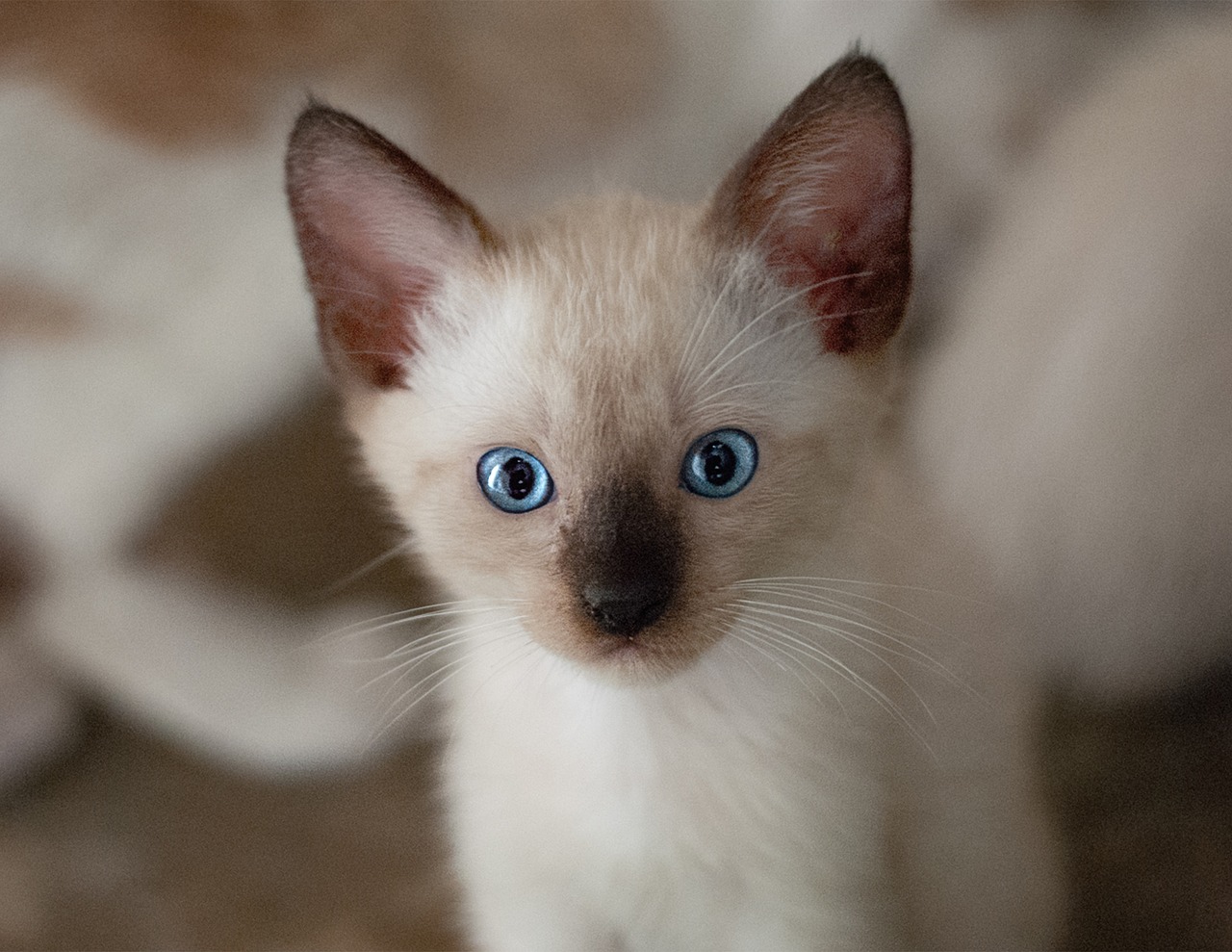 gatto siamese 3
