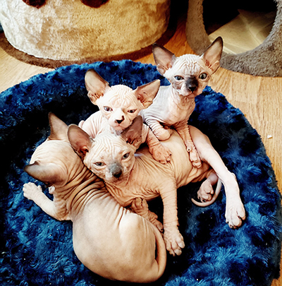 gatto sphynx 2