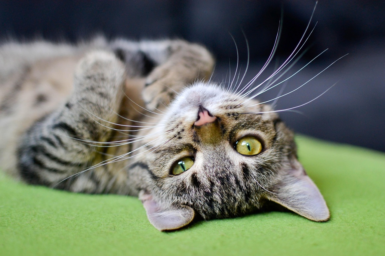 gatto tigrato 2