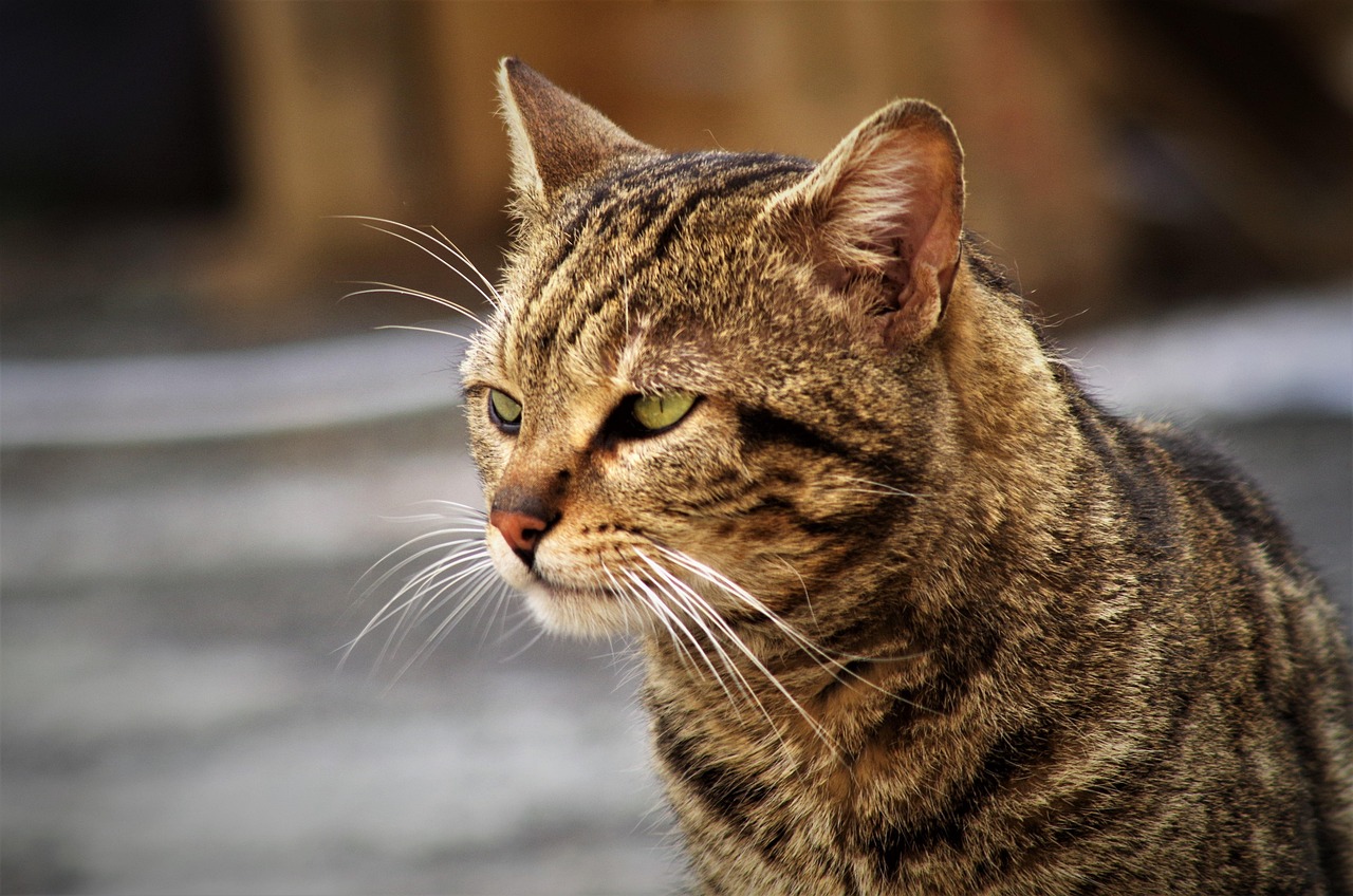 gatto tigrato