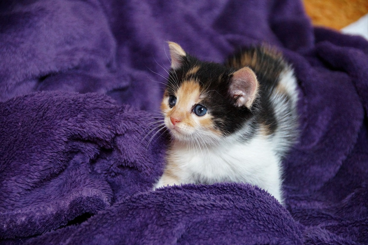 gatto tricolore 2