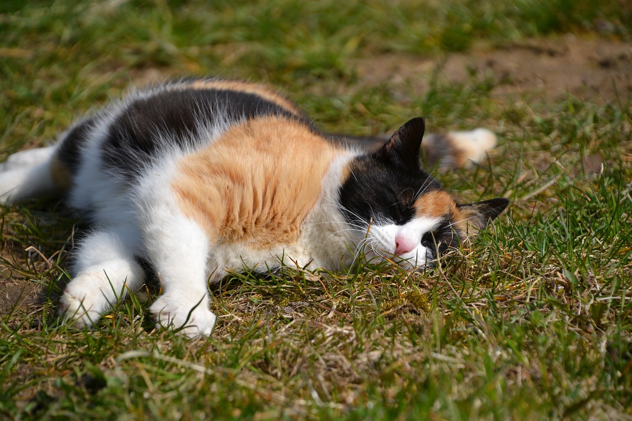 gatto tricolore 3