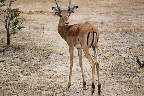 gazzella africana 2