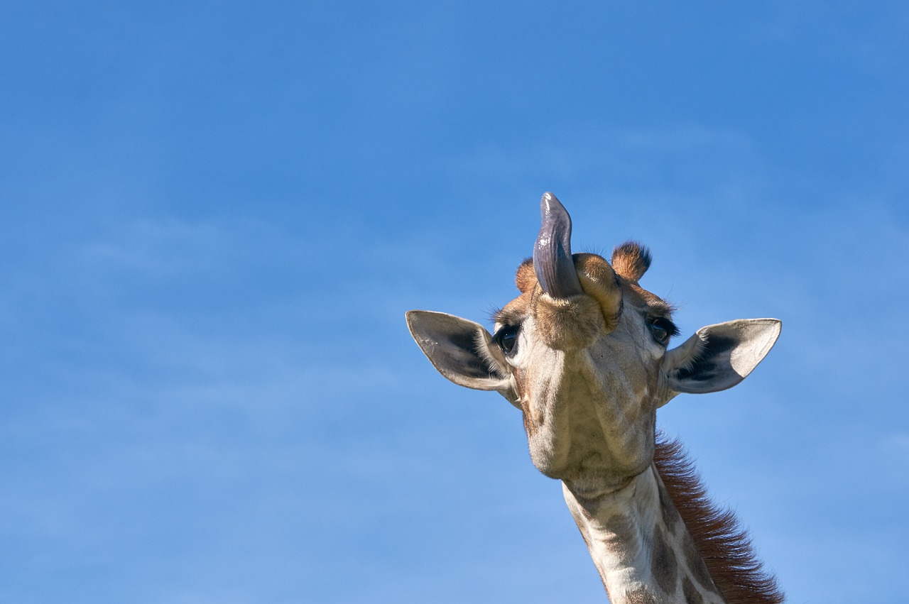 giraffa reticolata 3
